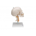 model ludzkiej czaszki z odcinkiem kręgosłupa szyjnego, 4 części - 3b smart anatomy kat. 1020160 a20/1 3b scientific modele anatomiczne 5